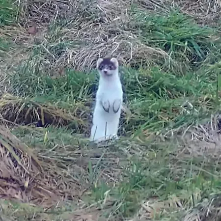 Meagill Corner Farm, Barn With Hot Tub *